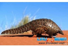 Ubuntu 12.04��������2012��4��26ά�ֲ��� 