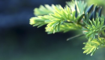 Taxus baccata | baubusiukas
