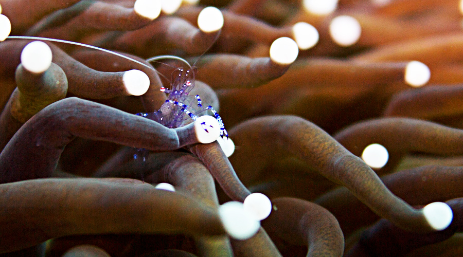 Facebook的开源大规模预测系统Prophet怎么用?