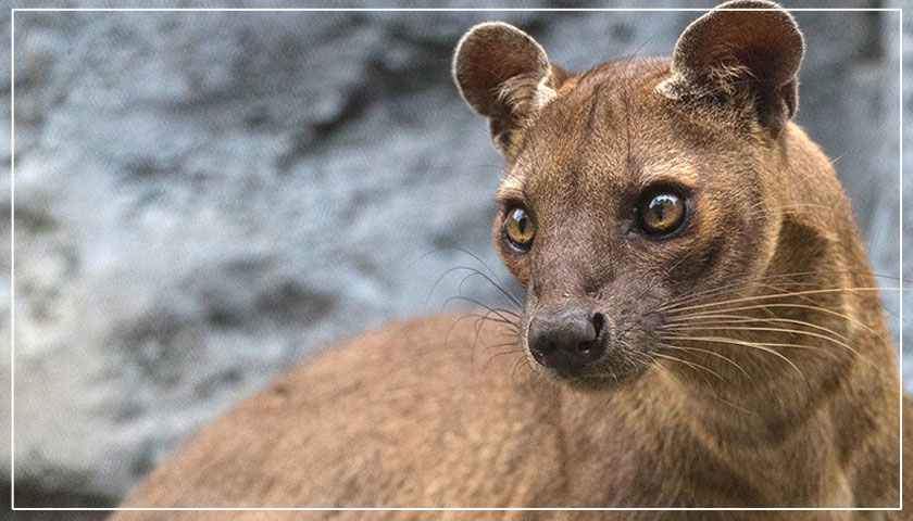 Ubuntu 20.04 LTS 代号 “Focal Fossa“,明年 4 月正式发布