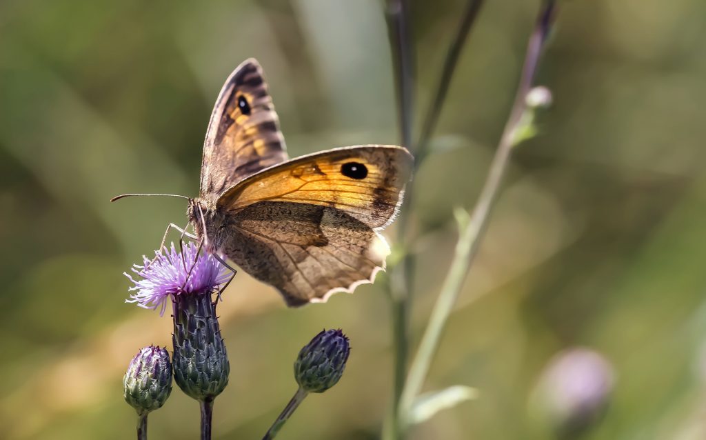 开源美图 2021 08 09