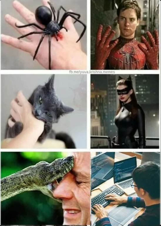 公司的Python大神透露他是如何入坑的