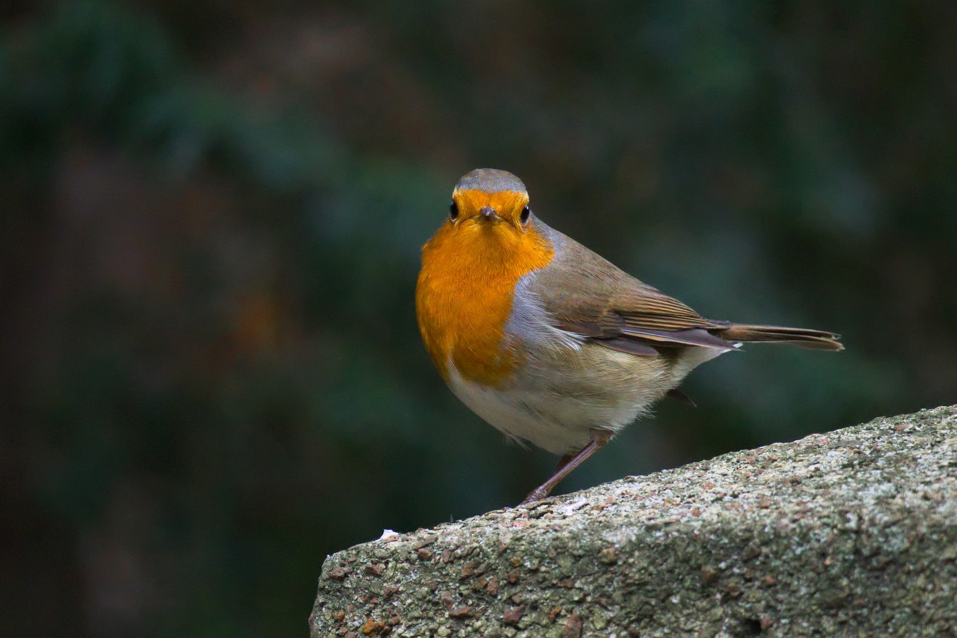 开源美图 2023 10 23