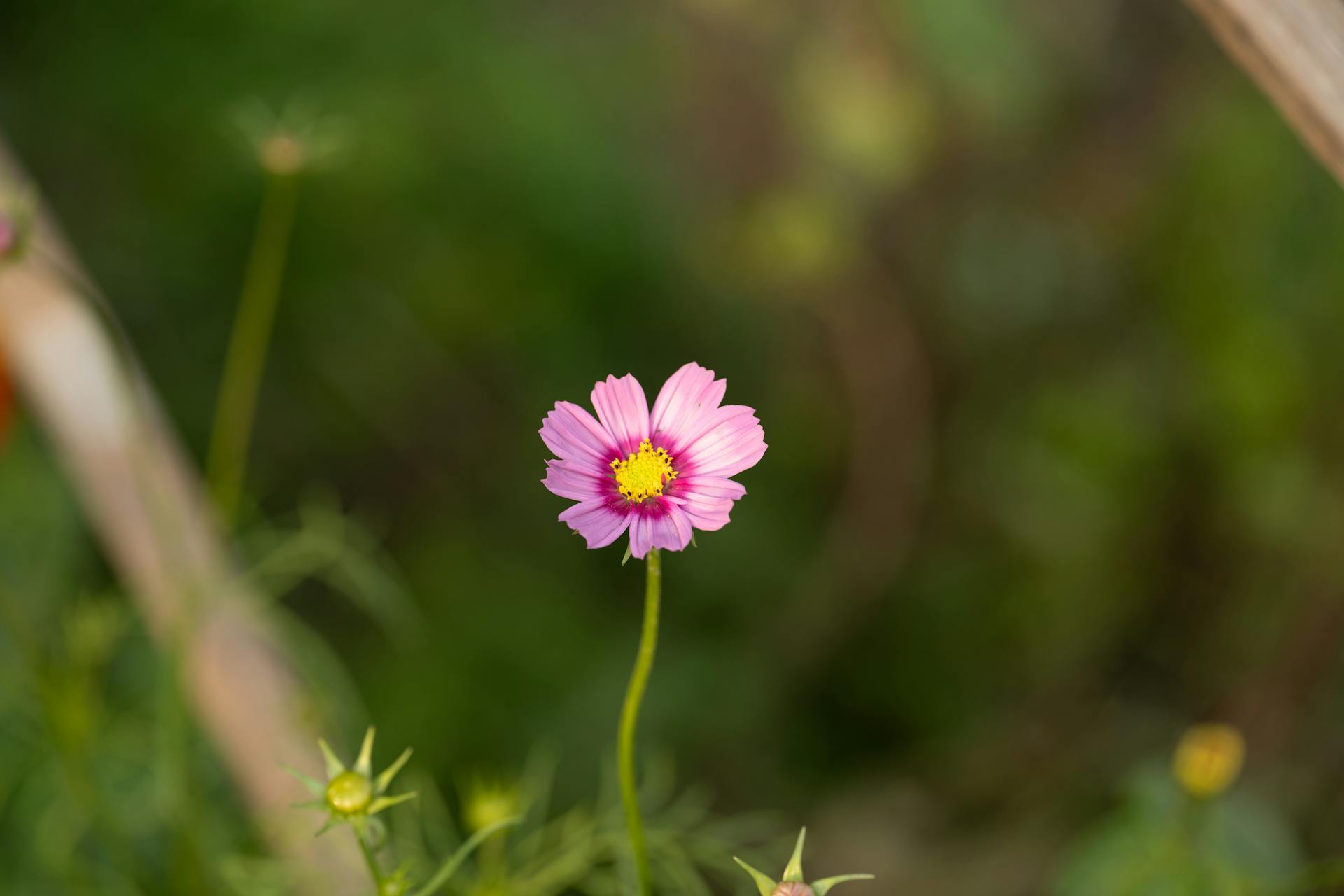 开源美图 2024 11 19