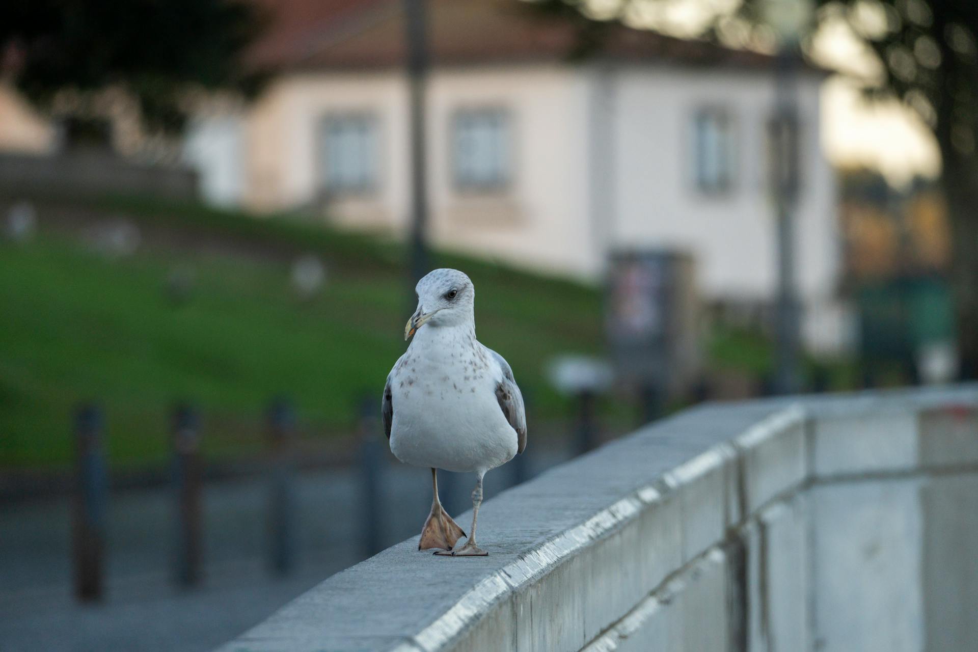 开源美图 2024 11 23