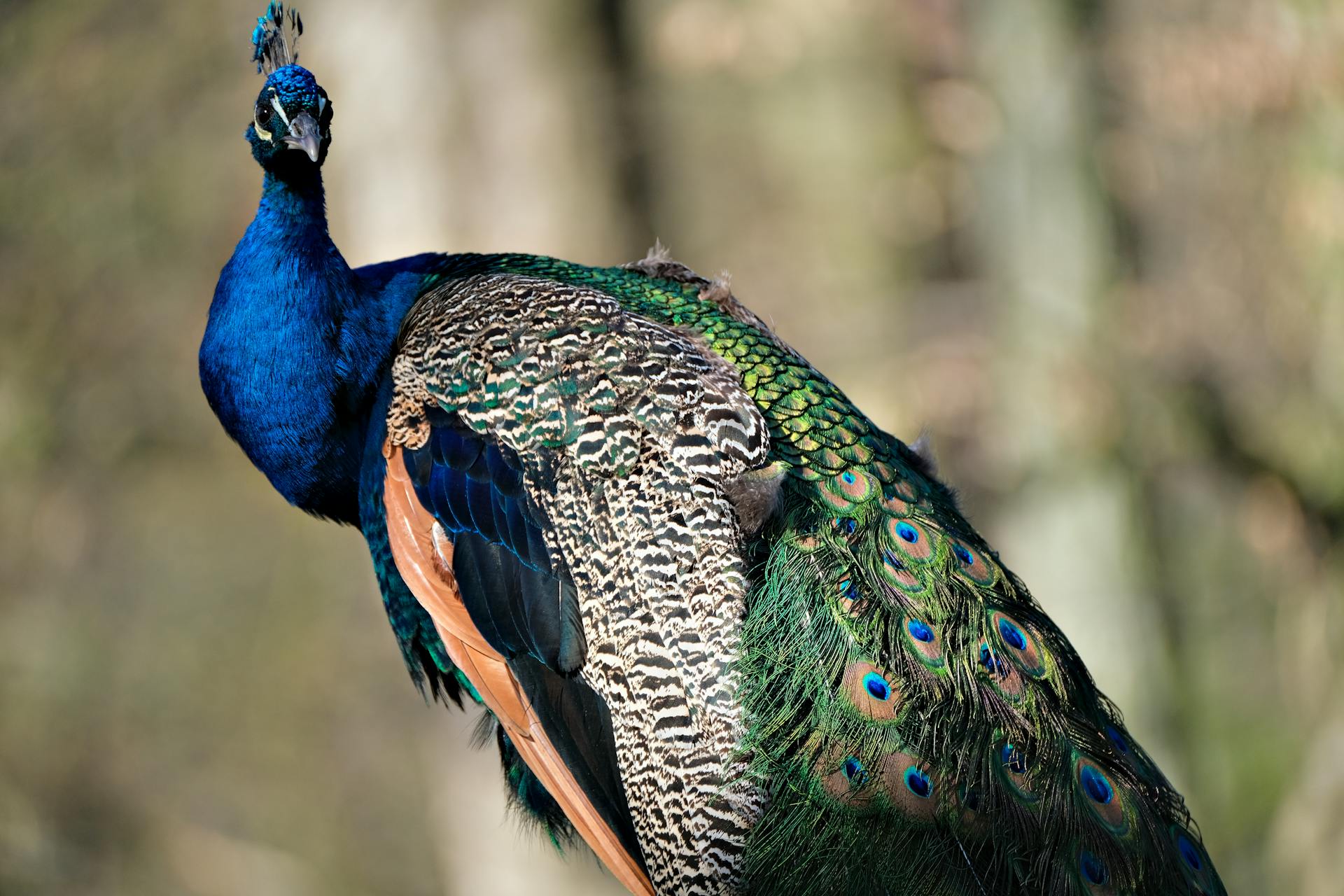 开源美图 2025 03 29