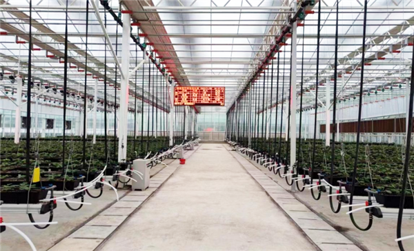 自主龙芯CPU变革传统农业！全国产的智慧草莓大棚
