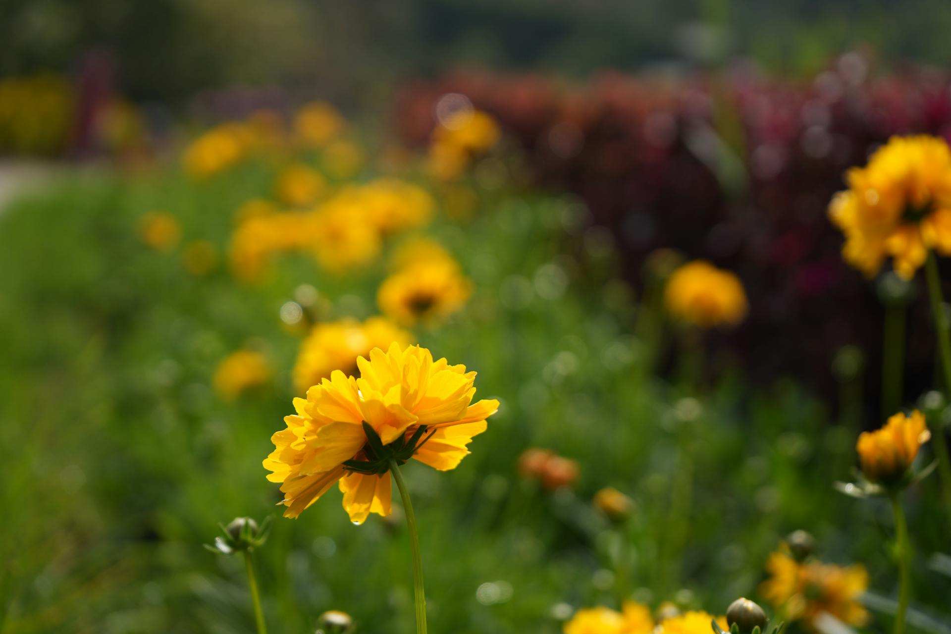 开源美图 2025 05 31