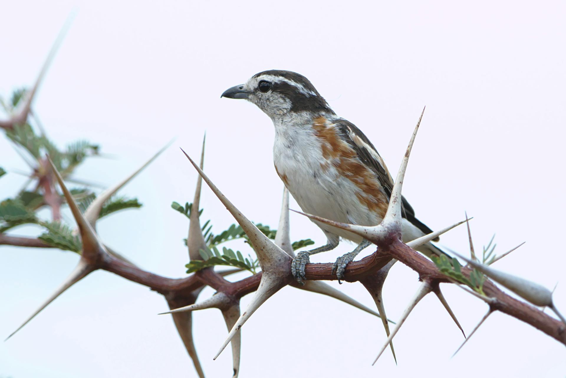 开源美图 2025 06 23