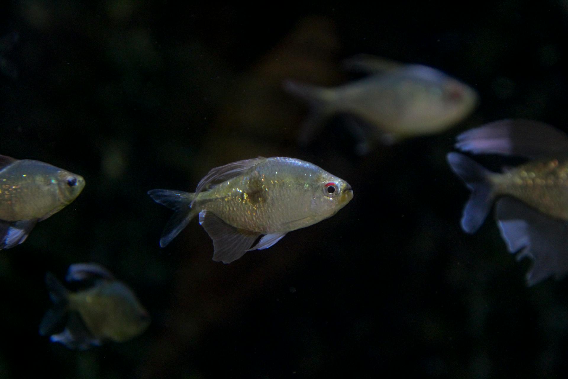 开源美图 2025 06 24