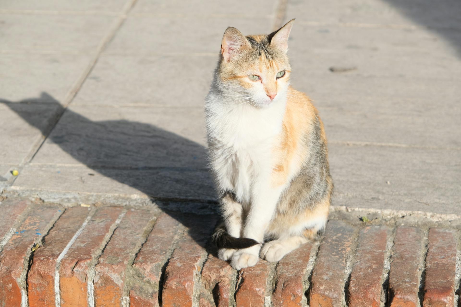 开源美图 2025 06 02