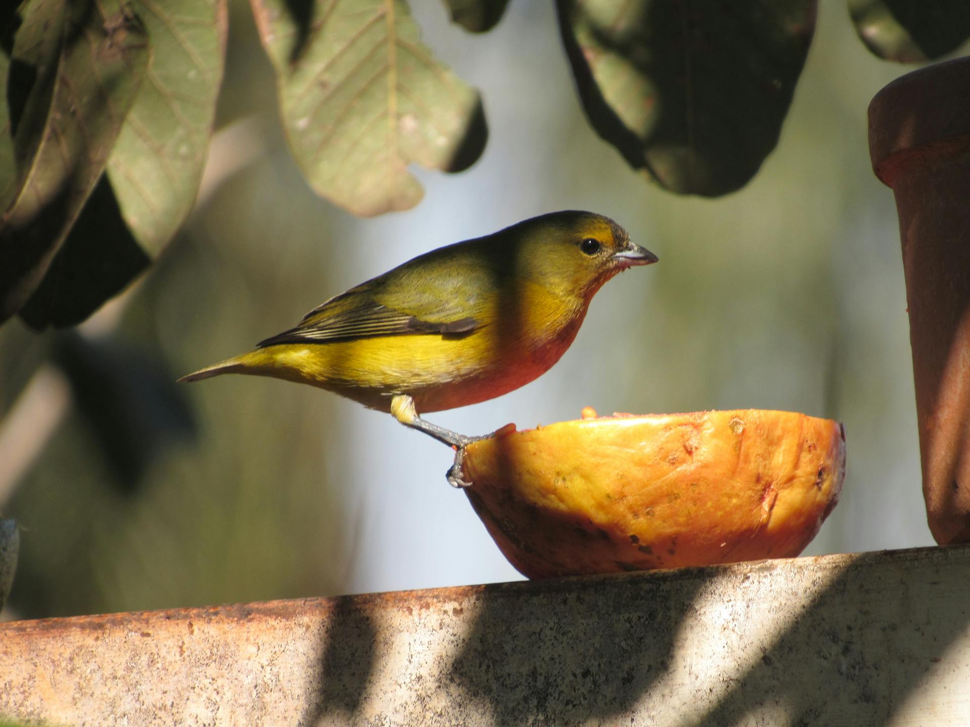 开源美图 2025 07 09