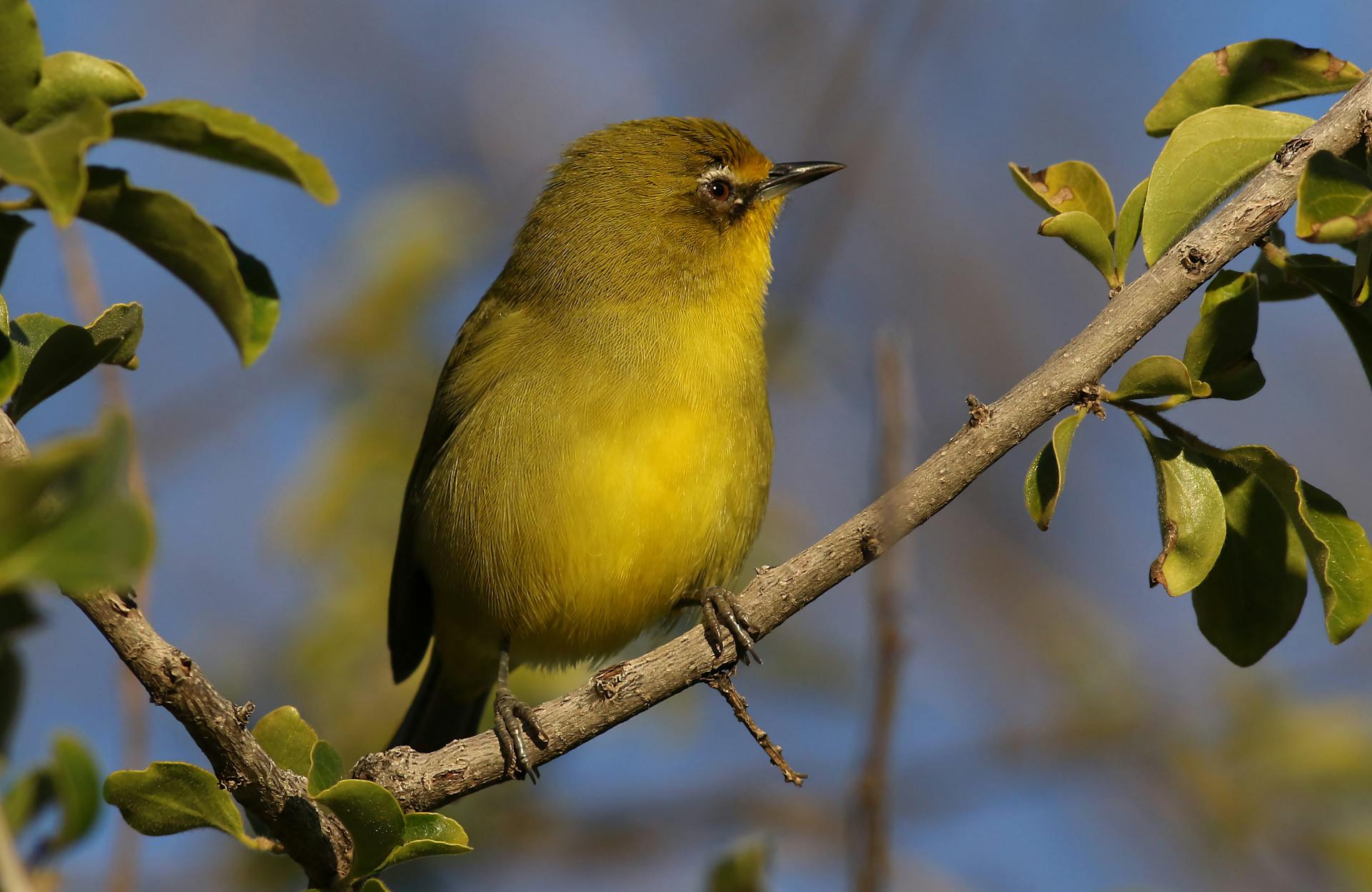 开源美图 2025 08 27