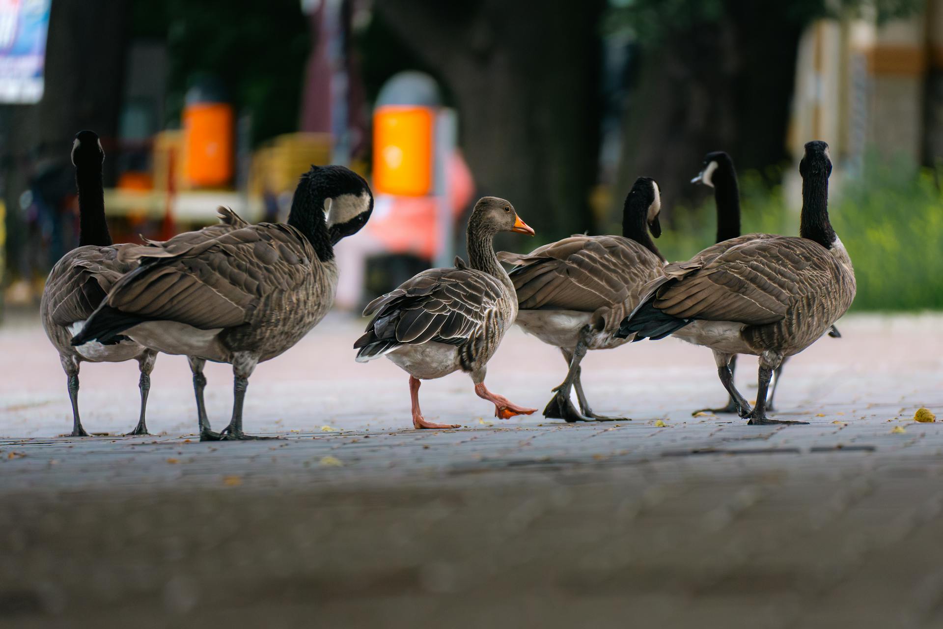 开源美图 2025 08 26