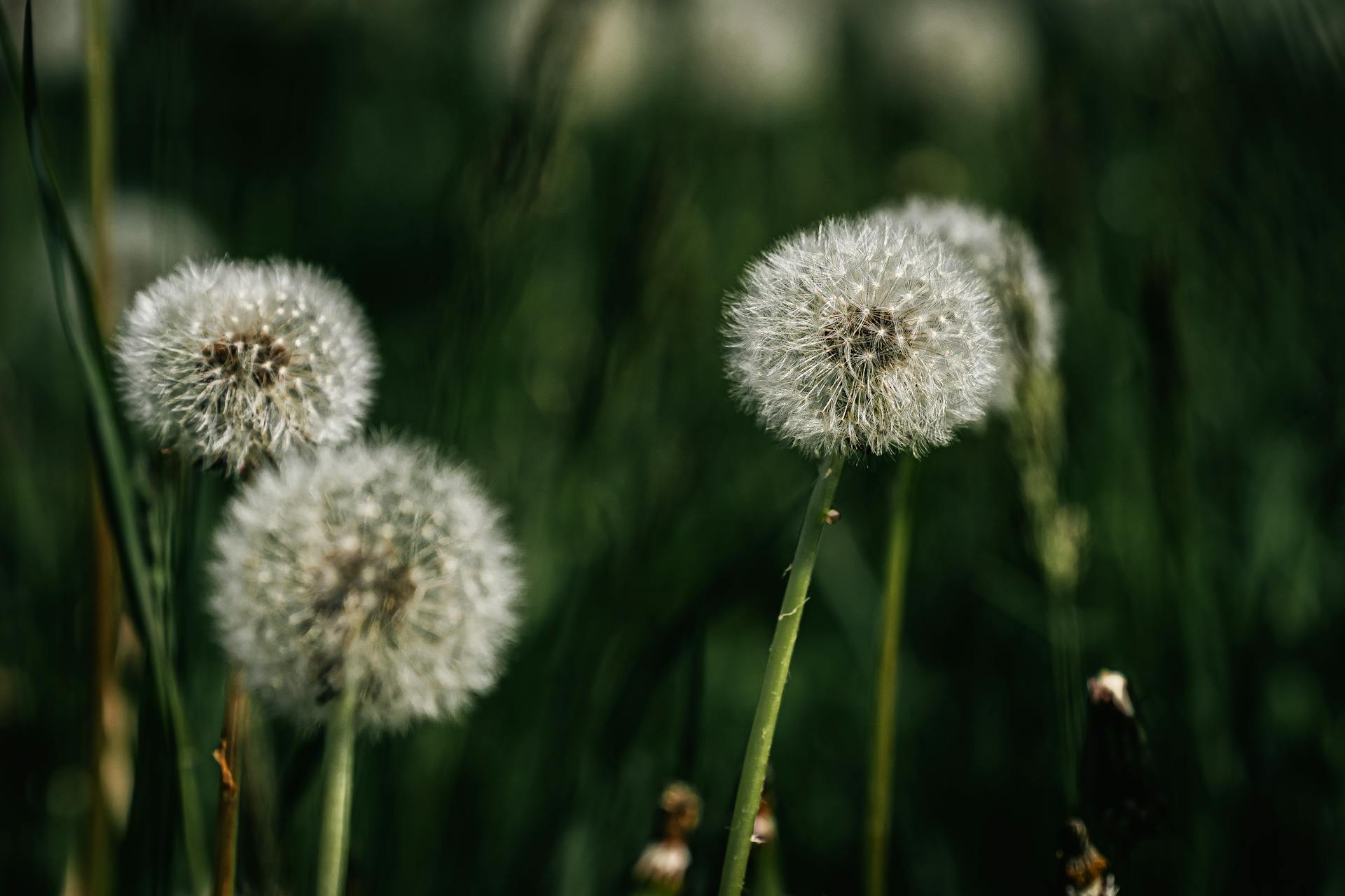 开源美图 2025 09 19