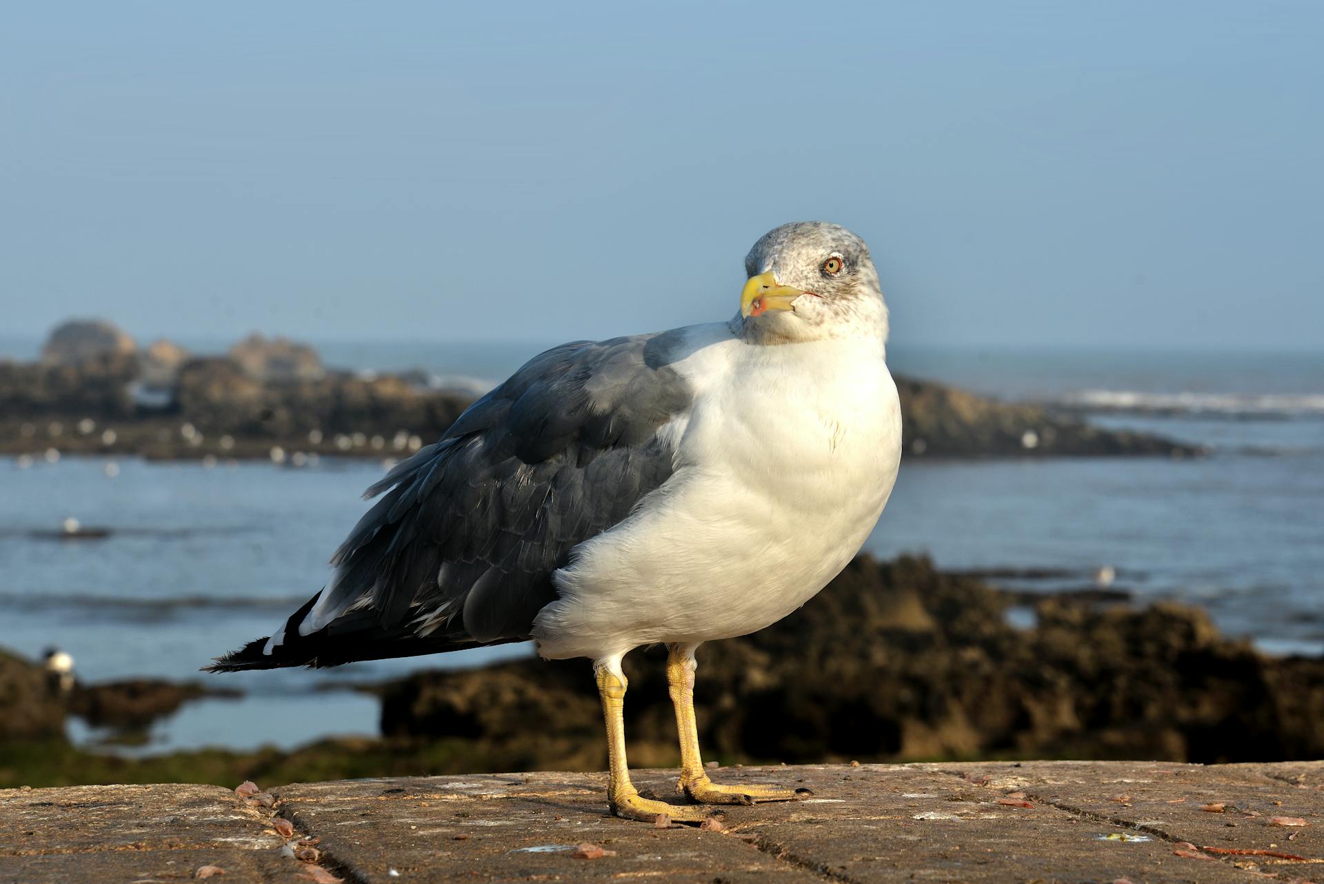 开源美图 2025 09 11