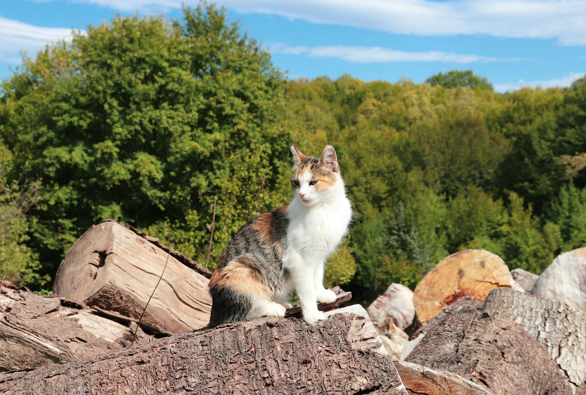 开源美图 2025 10 04