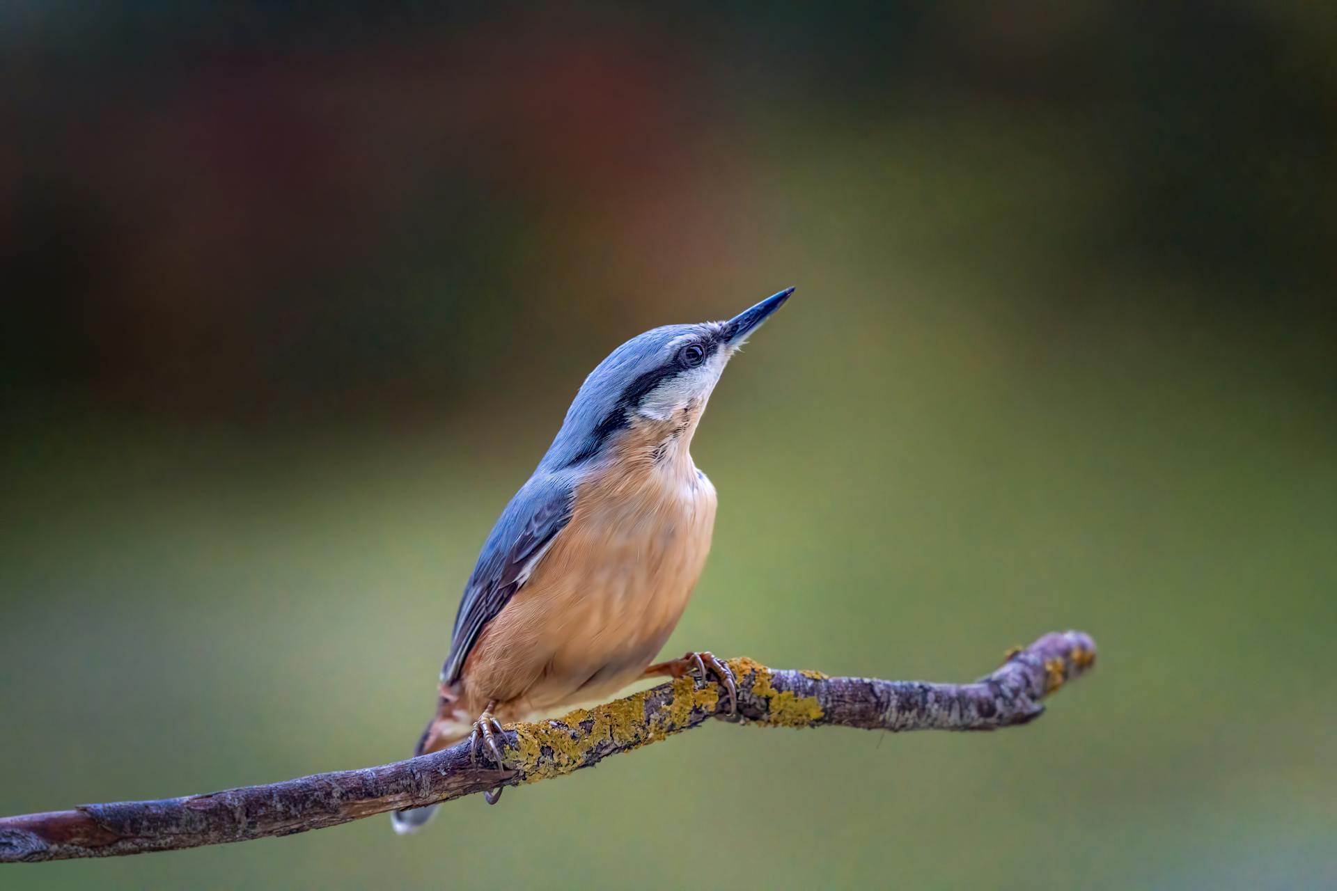 开源美图 2025 10 30