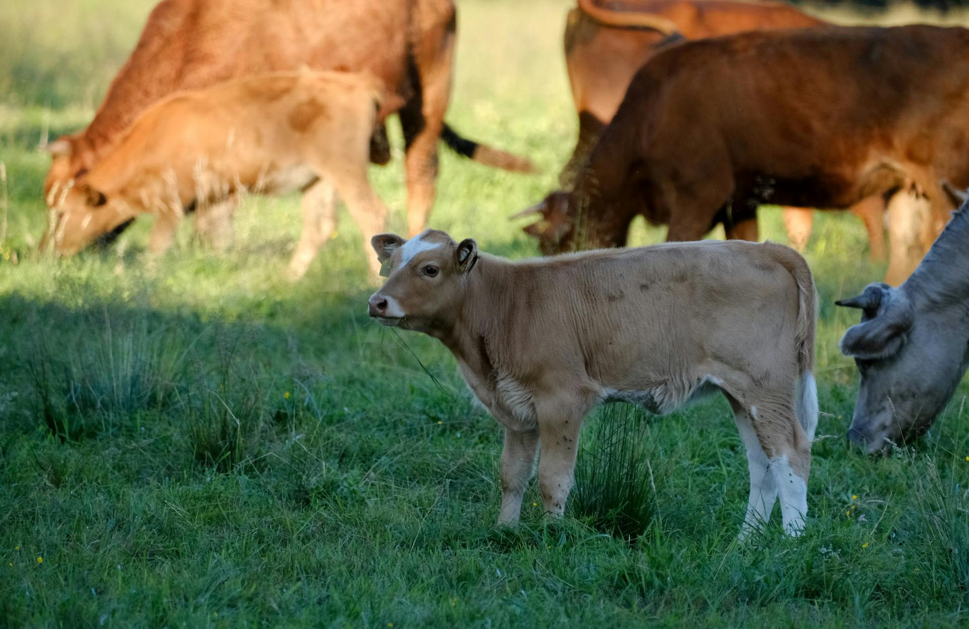 开源美图 2025 10 19