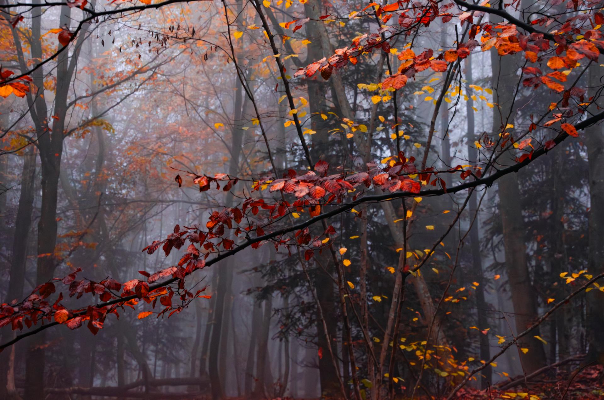 开源美图 2025 11 12