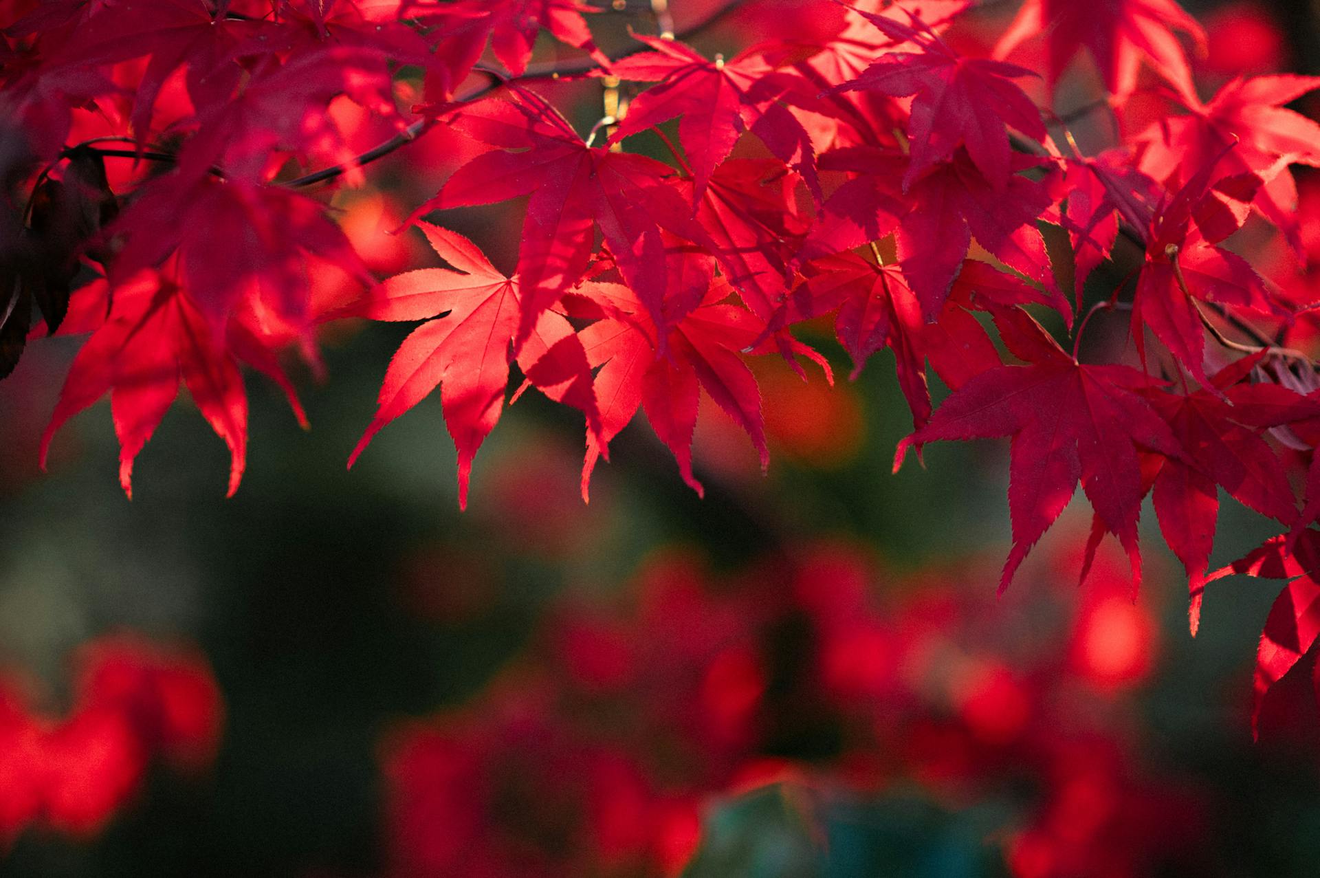 开源美图 2025 11 27