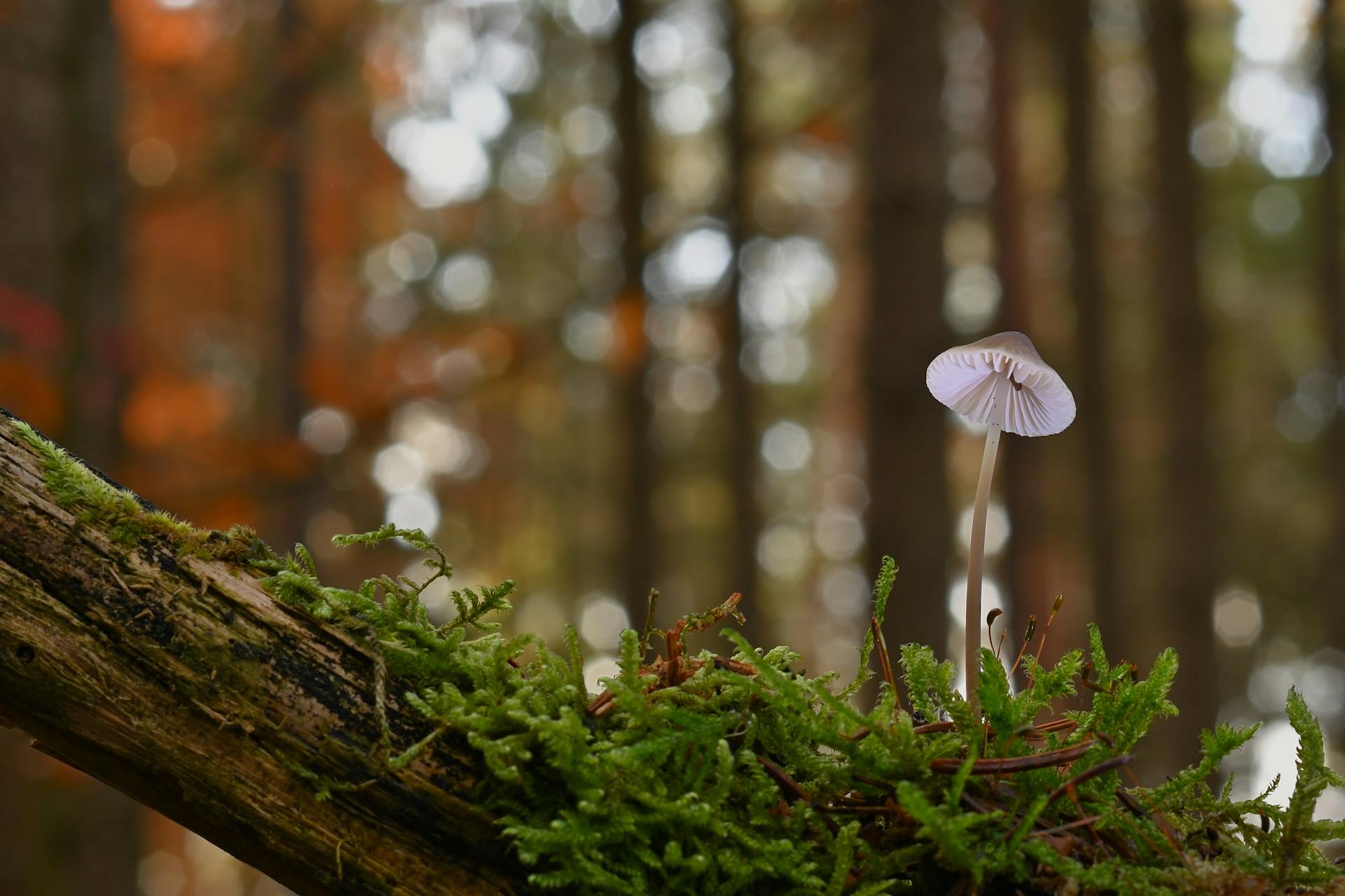 开源美图 2025 11 29