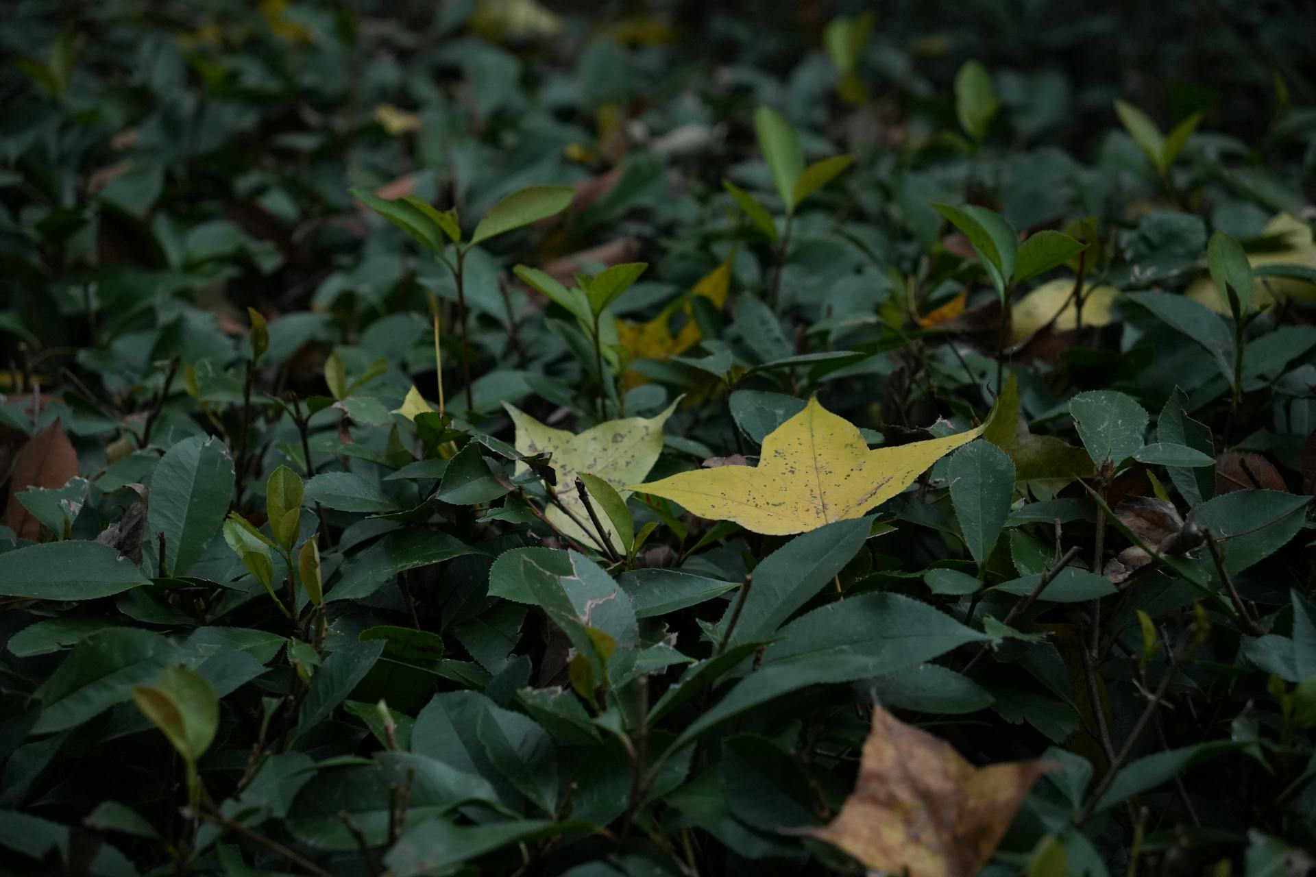 开源美图 2025 11 17