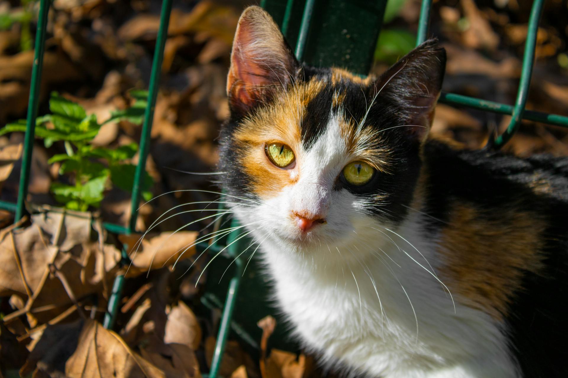 开源美图 2025 11 22