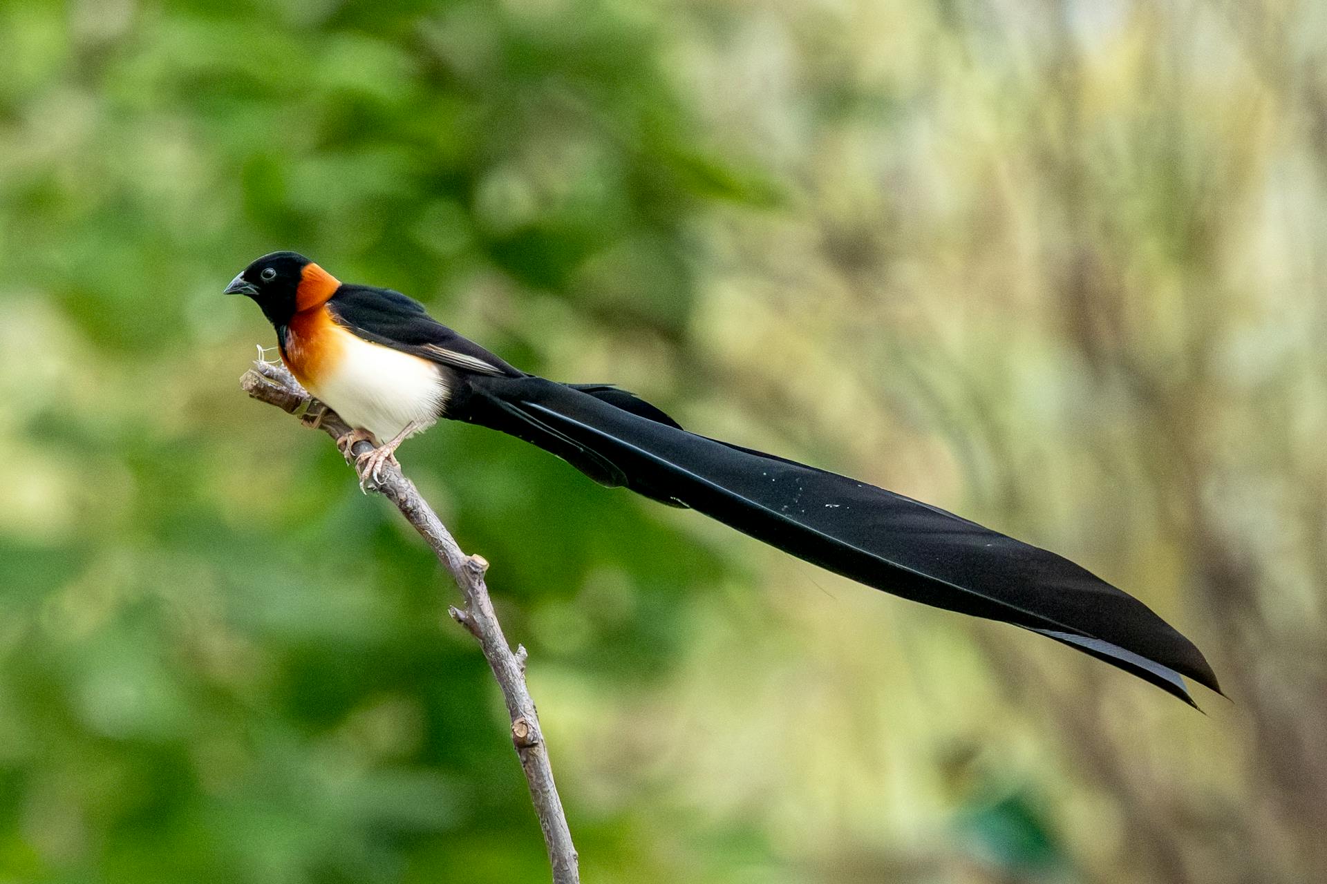 开源美图 2025 11 25