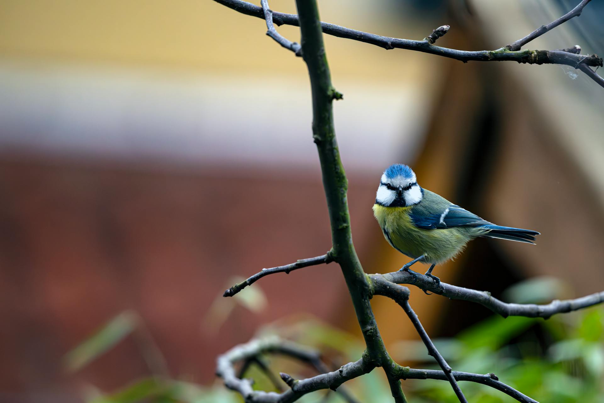 开源美图 2025 12 18