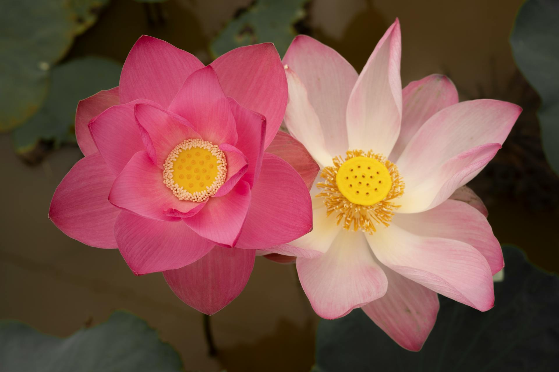 开源美图 2025 12 11