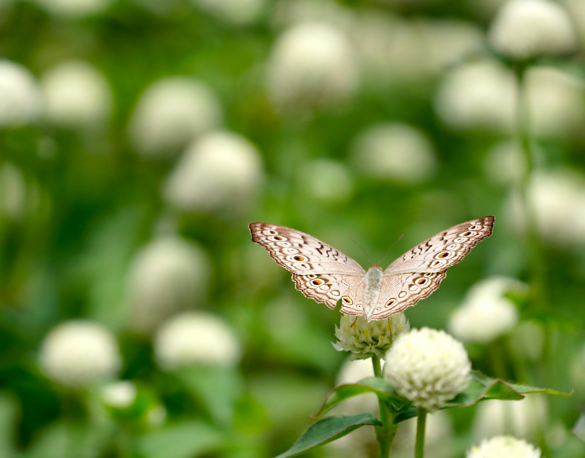 开源美图 2025 12 29