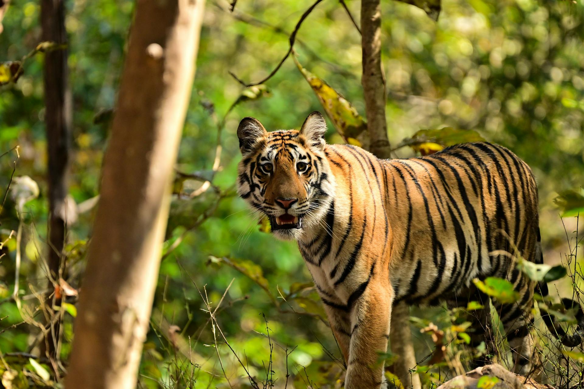 开源美图 2026 01 02