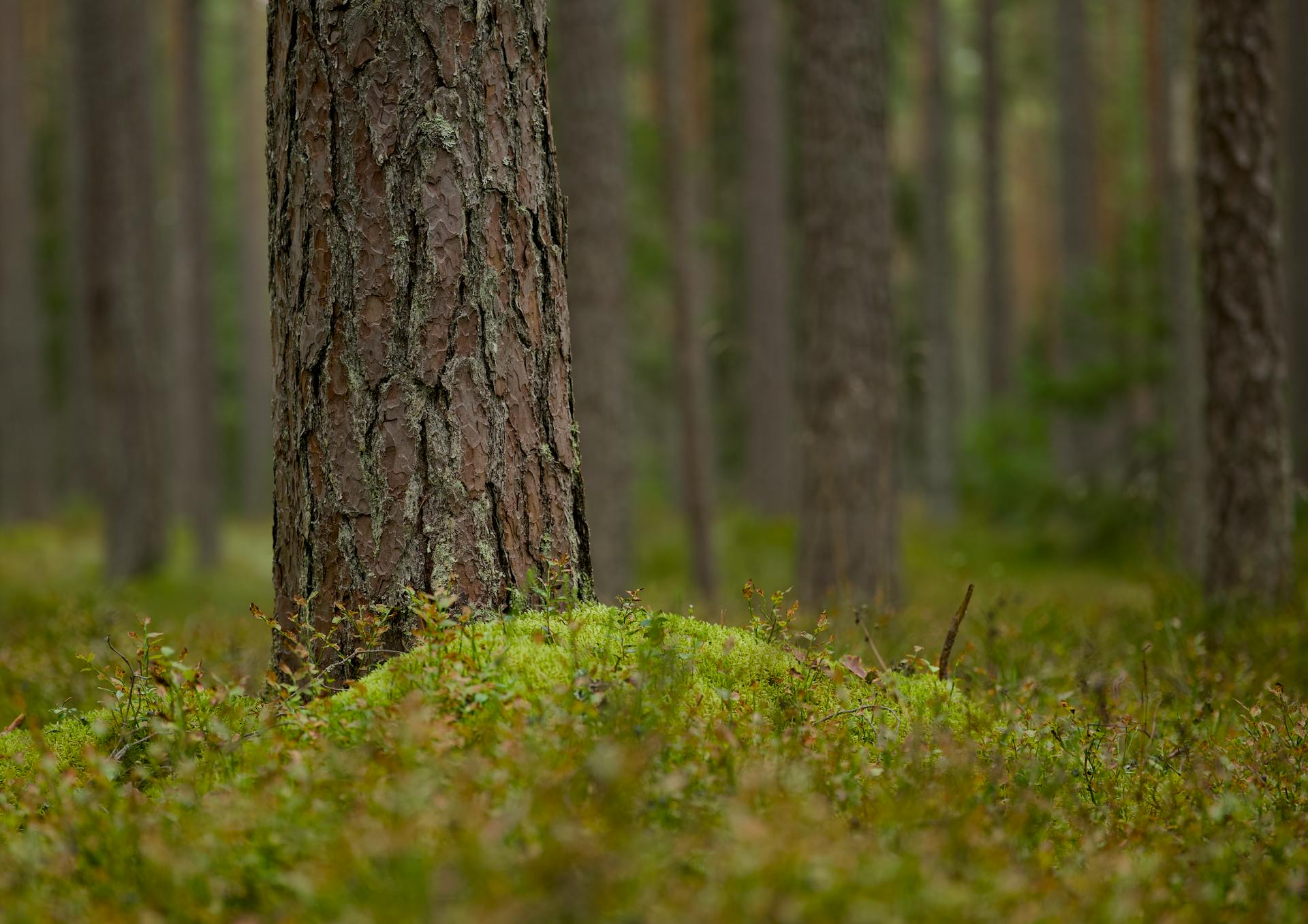 开源美图 2026 01 27