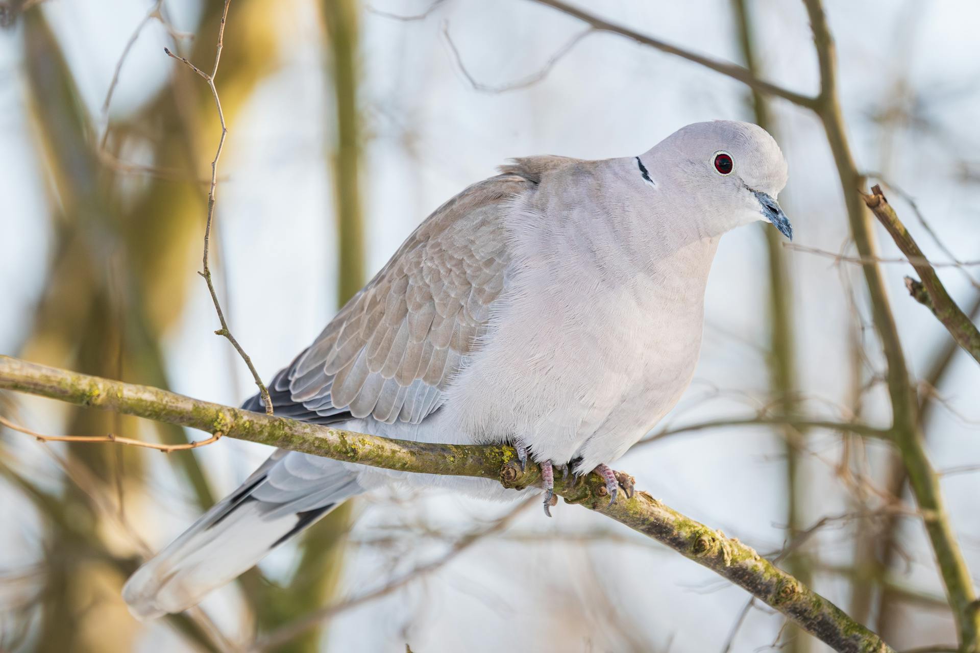 开源美图 2026 01 13