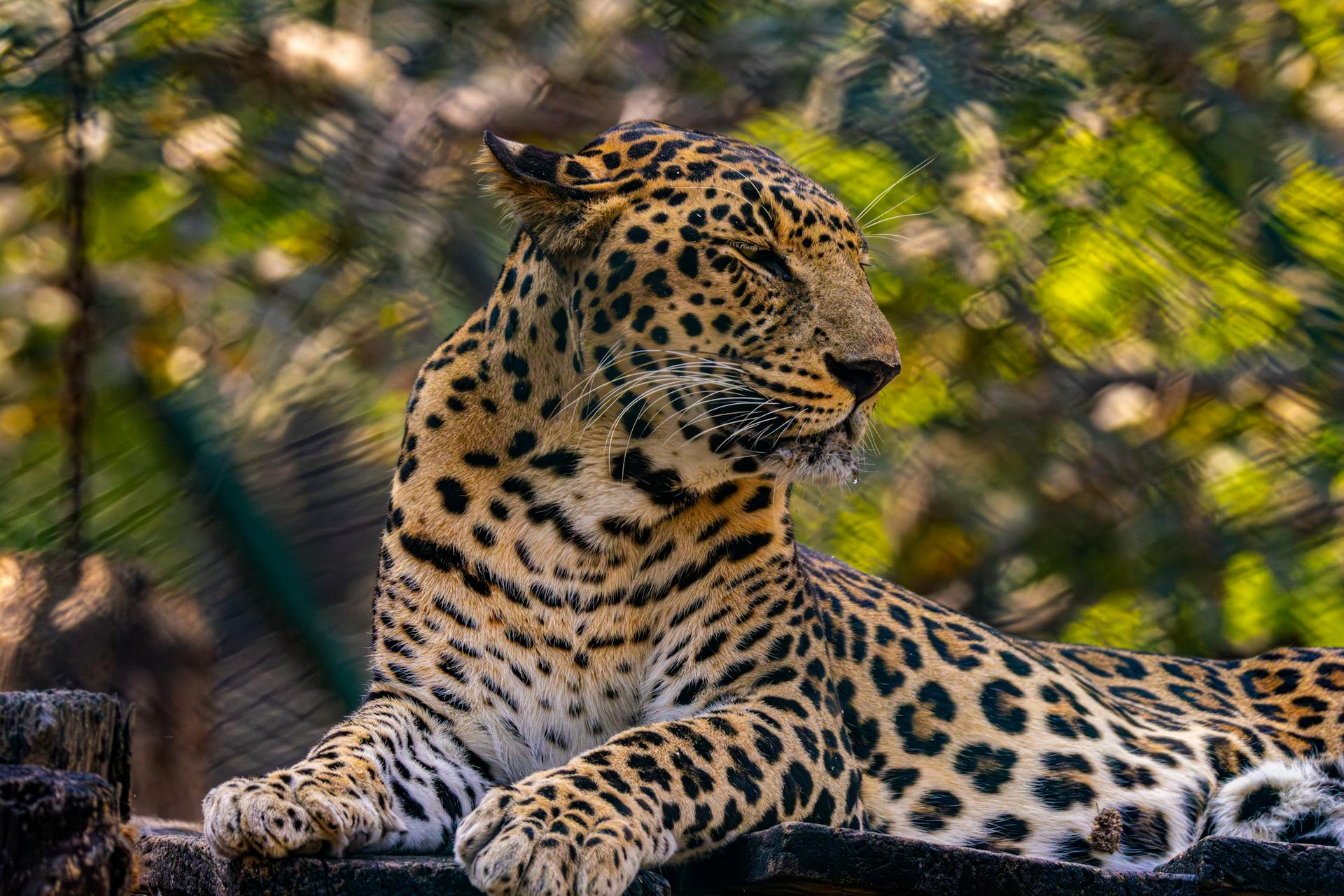 开源美图 2026 01 26