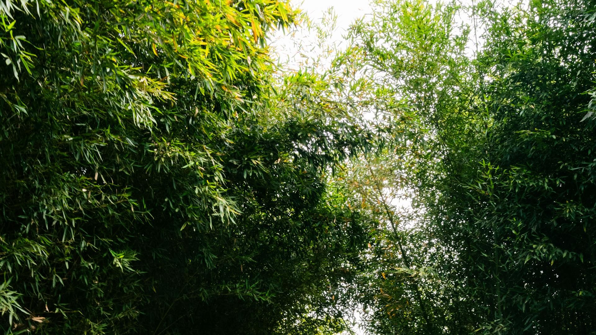 开源美图 2026 02 19