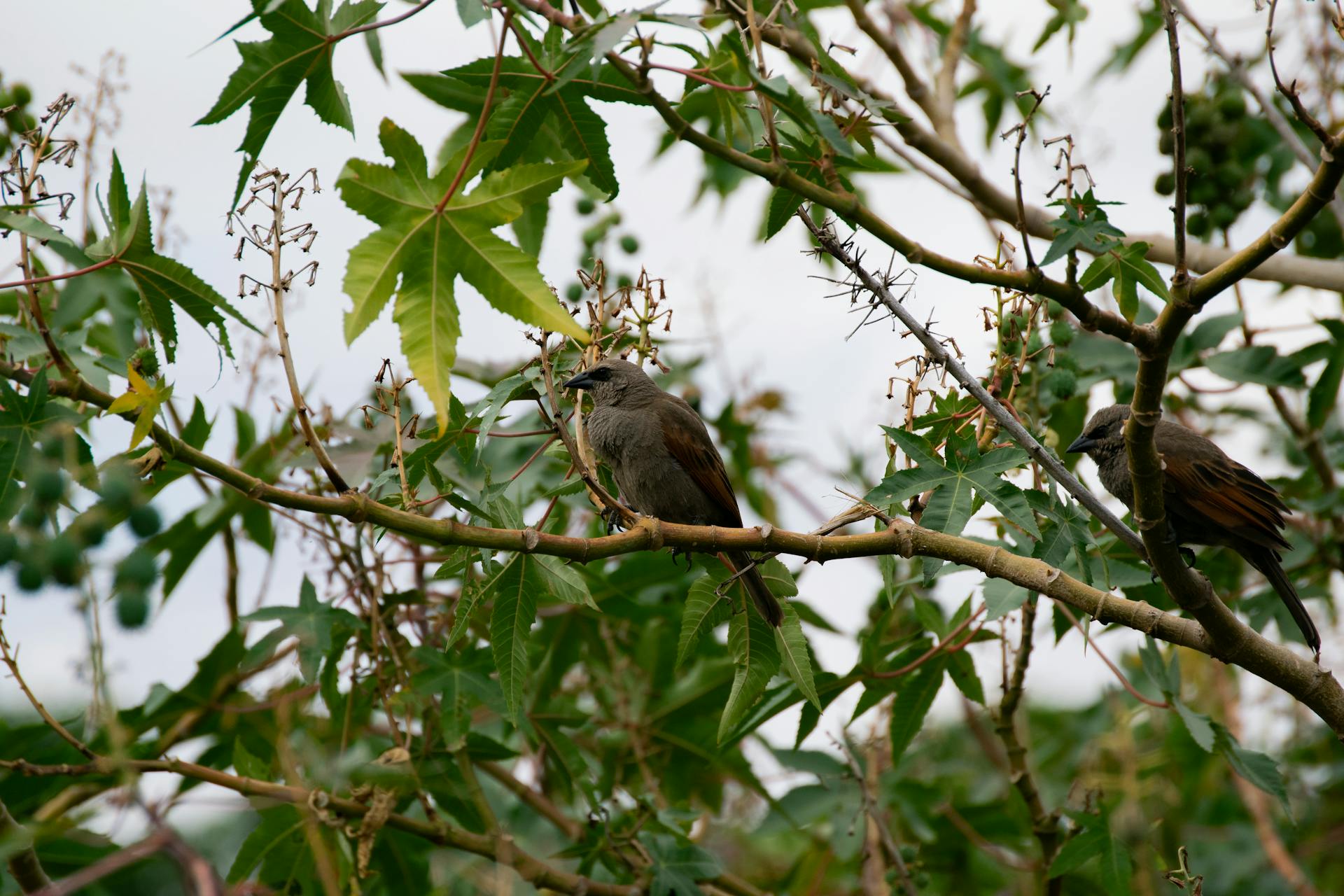 开源美图 2026 02 21