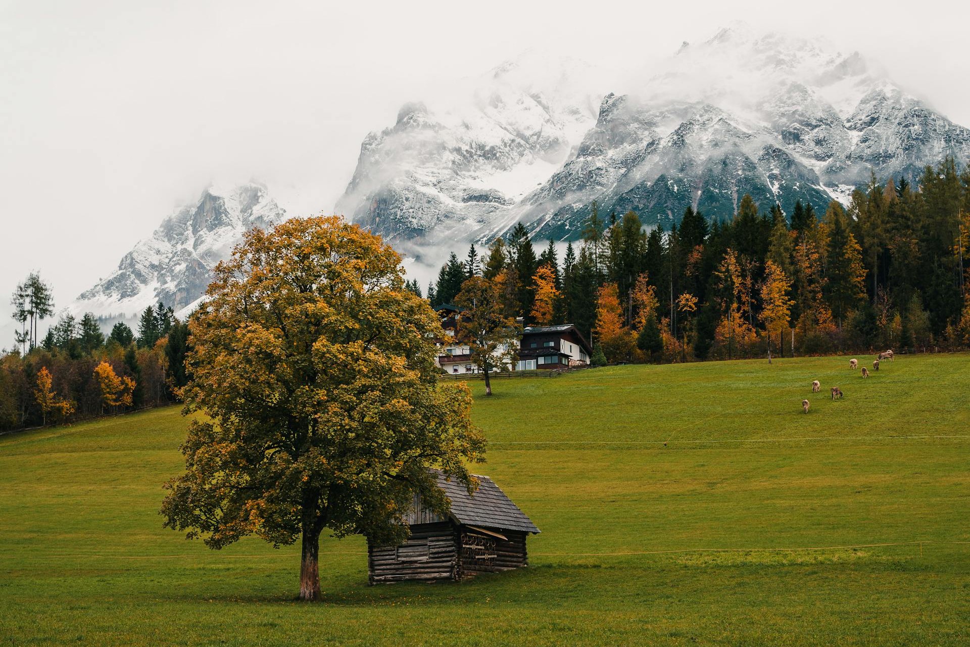 开源美图 2026 02 15