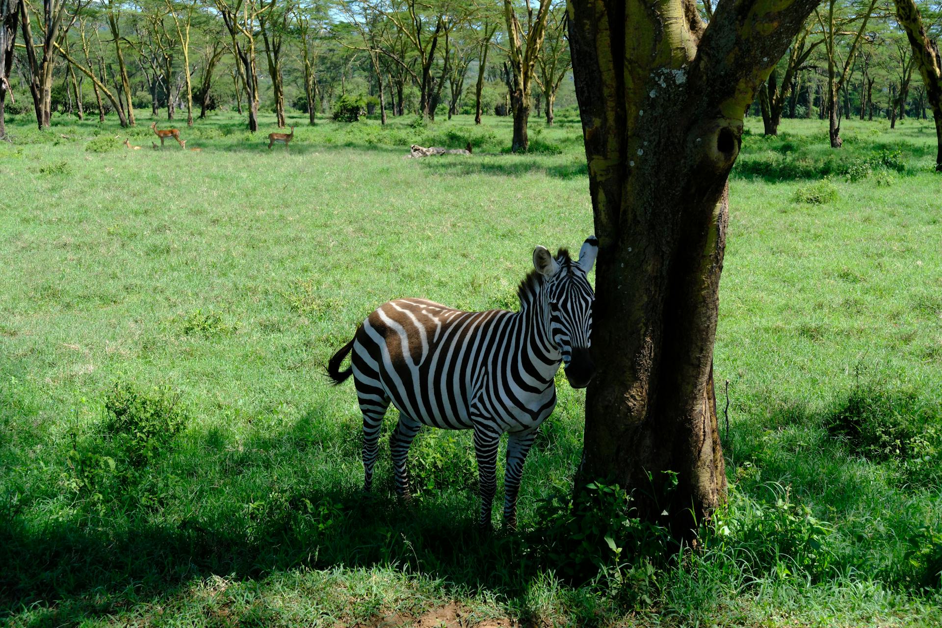 开源美图 2026 02 25