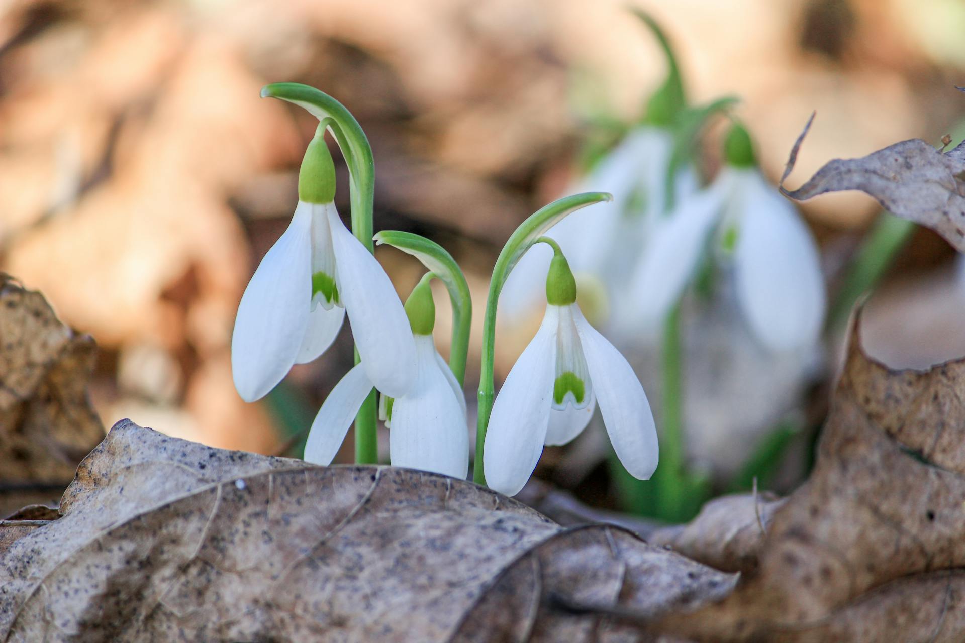 开源美图 2026 03 17