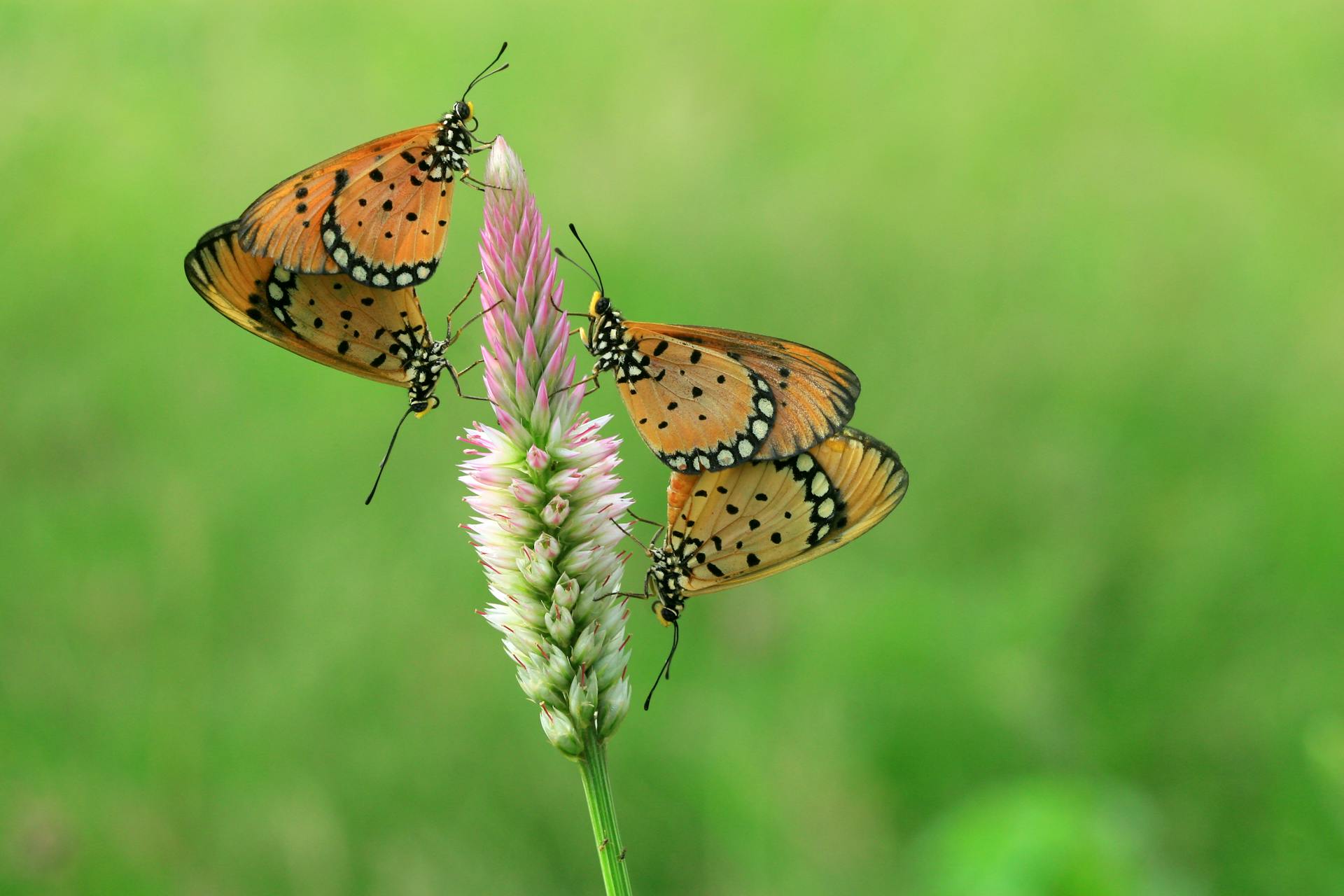 开源美图 2026 03 09