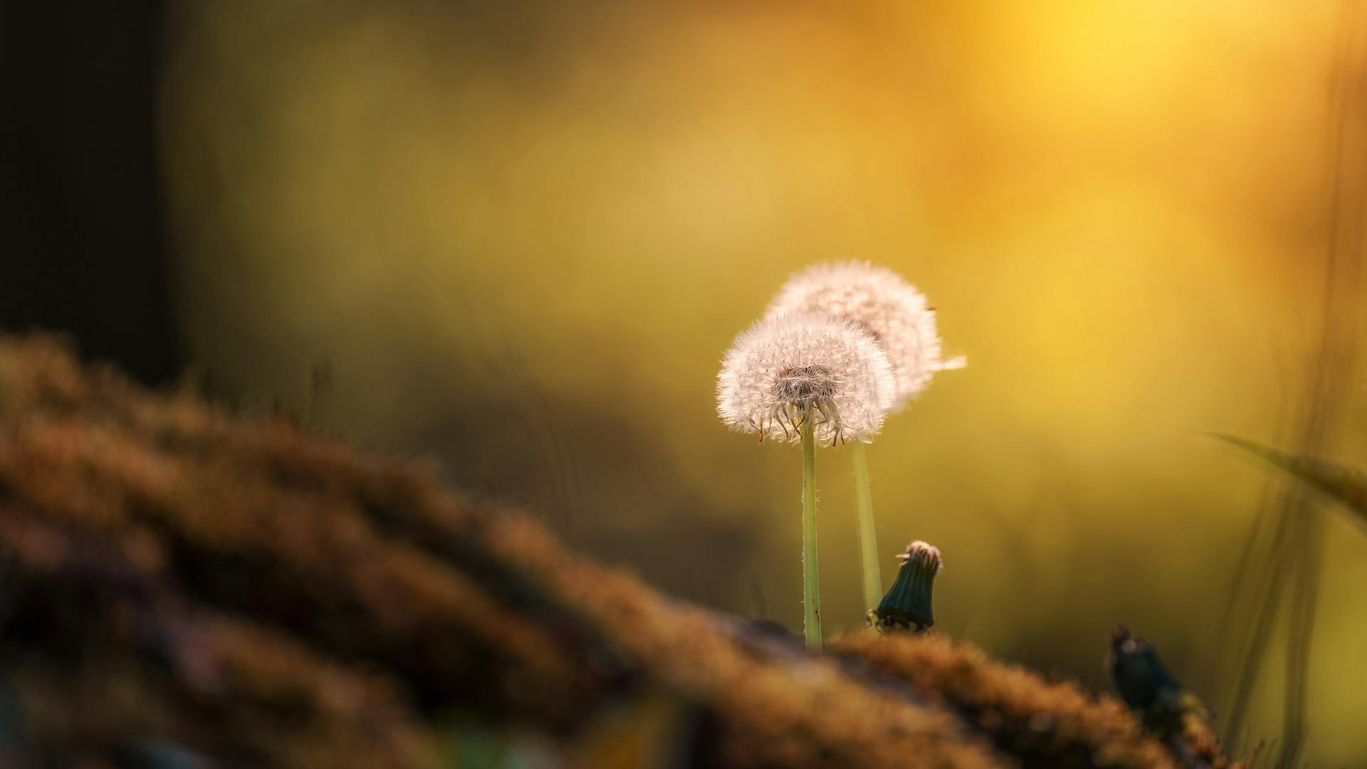 开源美图 2026 03 05